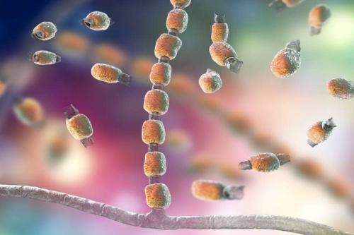 A graphic rendering of Valley Fever bacteria.