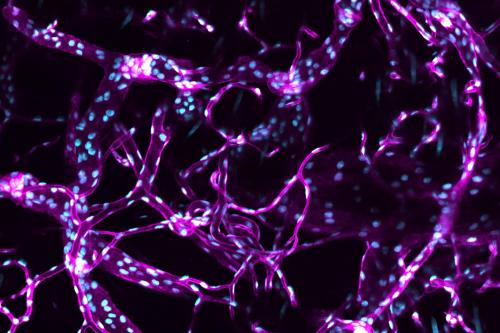 Fluorescence microscopy of a branching vascular network displaying interconnected bright purple vessels speckled with light blue nuclei.