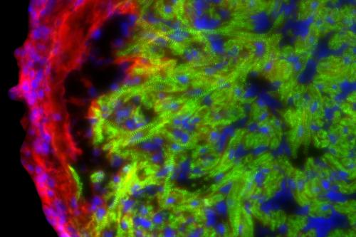Microscopy image of heart cells.