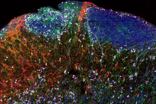 Fluorescent imaging of diverse cell types in a human brain section. 