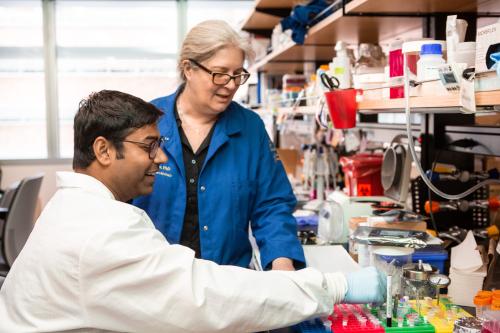 Trainee Sandeep Gupta works on stem cell research in UCLA faculty member Samantha Butler’s lab. 