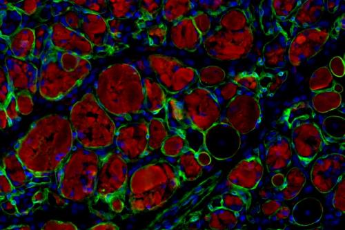 Microscope image showing muscle stem cells produced using the newly discovered chemical cocktail. Muscle cells, in red, are integrating into injured muscle, in green, of an adult mouse.