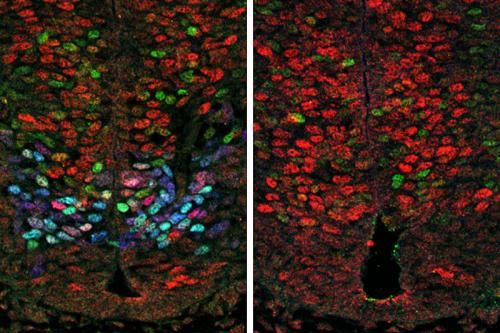 Left: Olig2 expression (blue) results in reduced Hes gene expression (red) and increased motor neuron formation (green) in the developing mouse spinal cord. Right: in the absence of Olig2, Hes expression increases and motor neuron formation decreases.