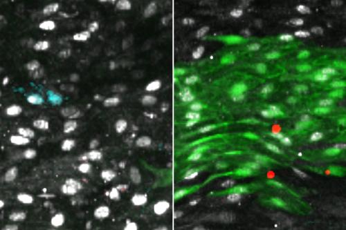 Upon endothelial injury, a subpopulation of previously inactive cells (left) that expressed high levels of Atf3 are triggered to regenerate (green, right).