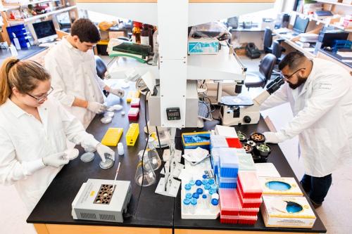 Researchers in the lab of CIRM grantee Dr. Donald Kohn