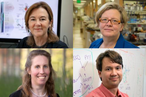 Clockwise from top left: Dr. Gay Crooks, Kathrin Plath, William Lowry and Dr. Brigitte Gomperts