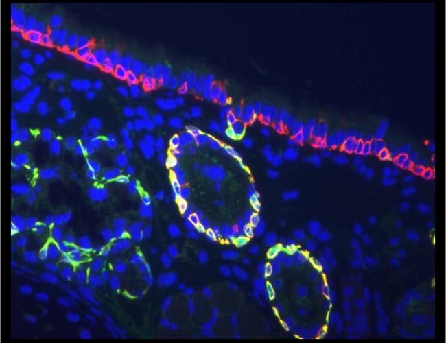Microscope image of stem cells.