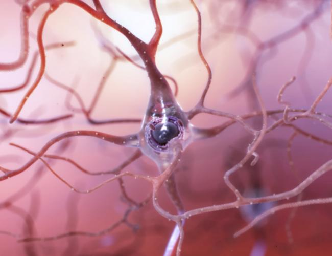 artistic rendering of a healthy neuron