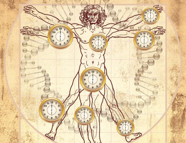 The Vitruvian man with clocks at different points on the body.