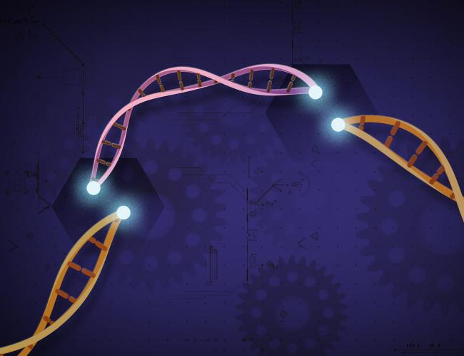Graphic illustration of CRISPR-Cas9, a customizable tool that lets scientists cut and insert small pieces of DNA at precise areas along a DNA strand. 