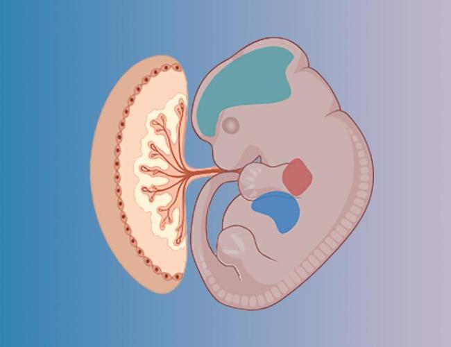 Graphic image of developing fetus and placenta. 