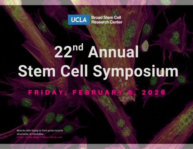 Promotional poster for UCLA Broad Stem Cell Research Center's 22nd Annual Stem Cell Symposium on Friday, February 6, 2026. The background shows a fluorescence microscopy image of muscle cells fusing to form proto-muscle structures, or myotubes, with vibrant magenta and green coloring. Image credit: Tamas Nagy/Thomas Rando Lab.