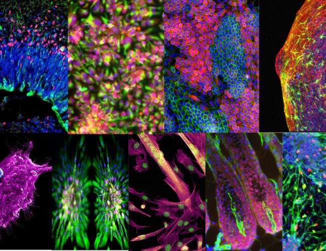 A collection of nine vibrant fluorescent microscopy images showing various biological structures and tissues in bright neon colors including pink, green, blue, and yellow against dark backgrounds