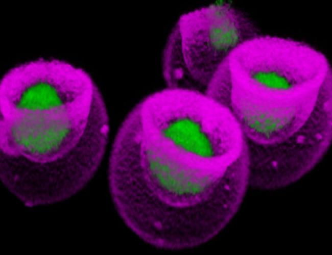 Mesenchymal stem cells nanovials