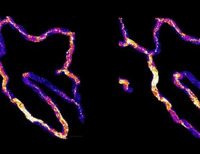 Microscopy image of endothelial cells sending signals inside blood vessels.