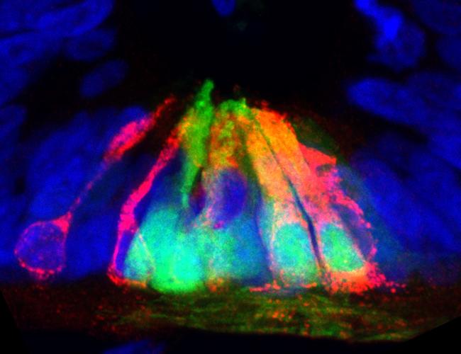 Cells (blue) at the ventral midline of the spinal cord, expressing netrin1 (red) and a fluorescent tracer (GFP, green).
