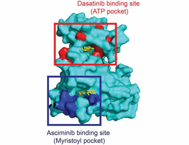 A graphic rendering of the SEE-CITE platform, developed at UCLA, accurately maps known protein interaction sites of two FDA-approved cancer drugs (in red and blue).