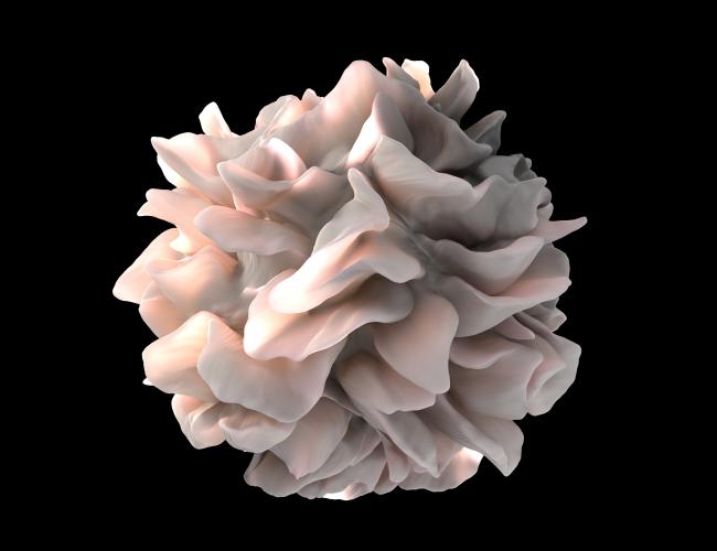 artistic rendering of a human dendritic cell