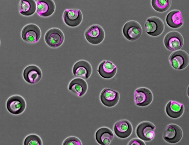 Nanovials containing individual cells (green) and secreted extracellular vesicles (magenta) within their cavities.