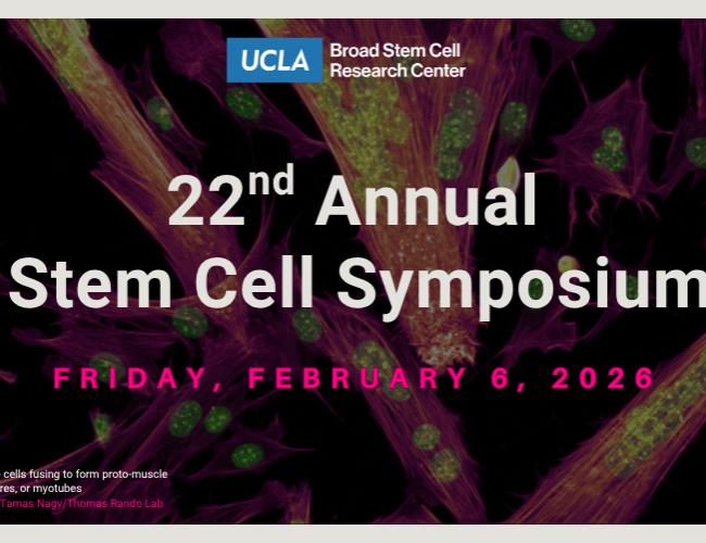 Promotional poster for UCLA Broad Stem Cell Research Center's 22nd Annual Stem Cell Symposium on Friday, February 6, 2026. The background shows a fluorescence microscopy image of muscle cells fusing to form proto-muscle structures, or myotubes, with vibrant magenta and green coloring. Image credit: Tamas Nagy/Thomas Rando Lab.