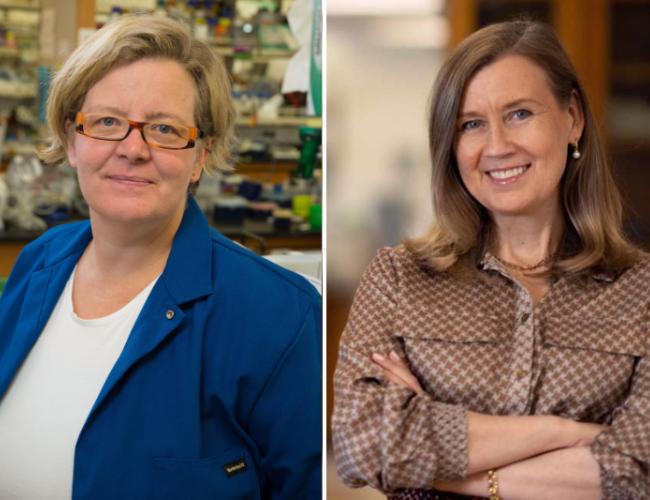 headshot collage of scientist kathrin plath wearing a blue lab coat on left and scientist hanna mikkola wearing a brown shirt on right both in a lab setting