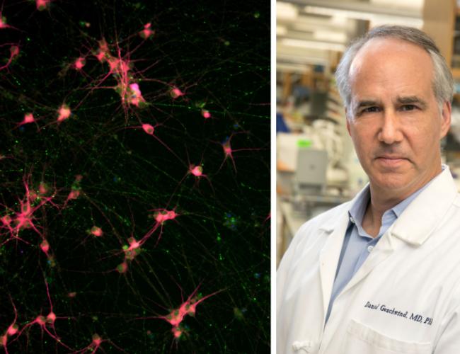 Fluorescence microscopy image of stem cell-derived neurons alongside a portrait of Dr. Daniel Geschwind, UCLA neuroscientist and researcher.