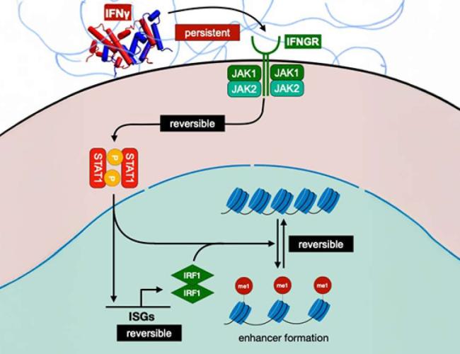 Graphic illustration of macrophages.
