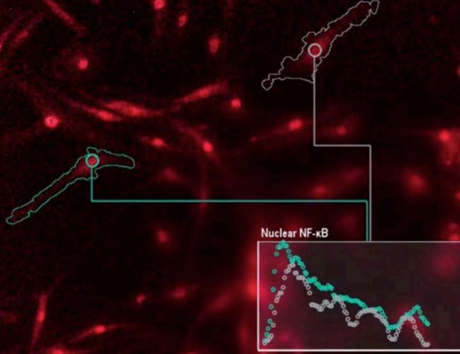 Microscopy image of immune cells communicating with genes.