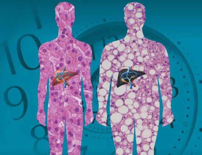 Two human silhouettes with their livers outlined.