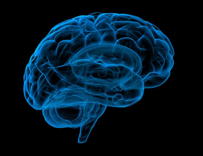Blue, translucent 3D rendering of a human brain in side view, showing internal structures, the cerebellum and brainstem against a black background.