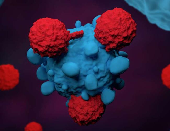 illustration of cancer-fighting T cells in red attacking a tumor in blue