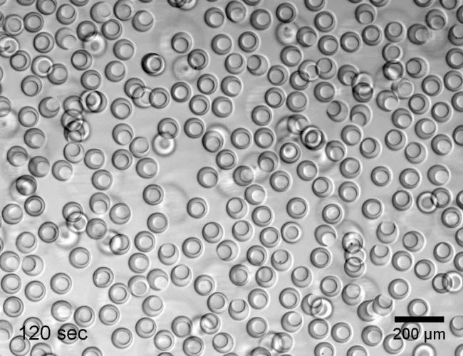 A black and white microscopy image of nanovials. Dozens fill the screen.