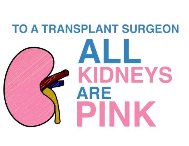 A graphic illustration of a kidney and the message "TO A TRANSPLANT SURGEON, ALL KIDNEYS ARE PINK"