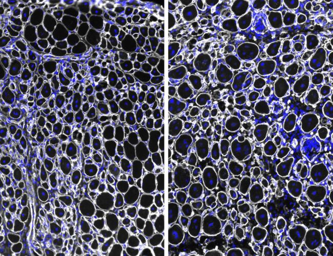 side-by-side microscopy images of mouse muscle stem cells