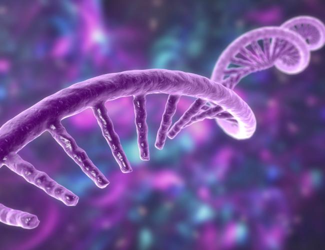 A graphic image showing a single strand RNA.