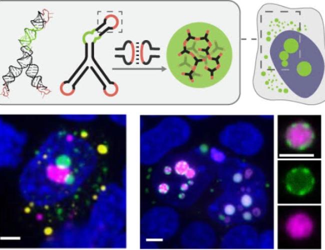 Schematic of UCLA-developed modular RNA motifs forming distinct condensates in cells, shown in different colors at a 5-micrometer scale