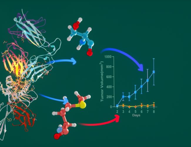 Protein structure with two candidate molecules linked by arrows to a tumor volume growth chart comparing treatment outcomes over 8 days.