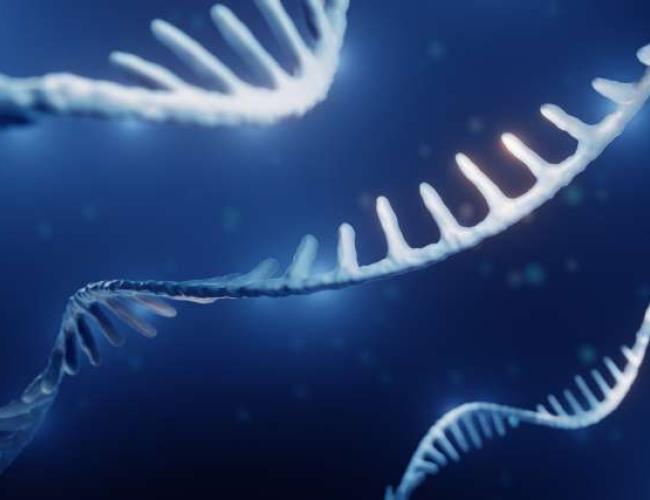 A graphic illustration of RNA