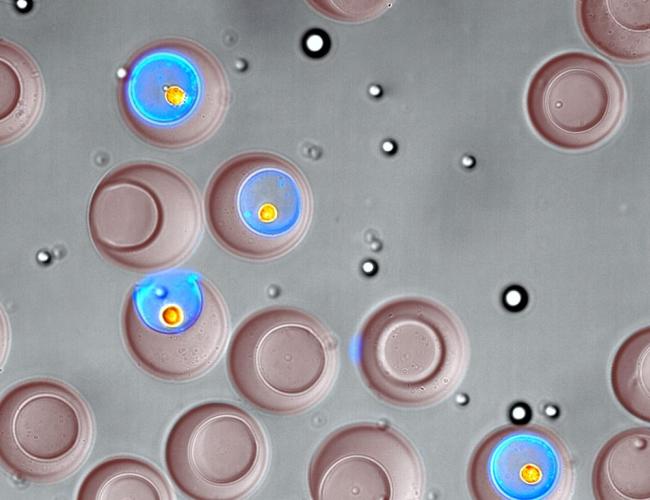 An image of nanovials under a microscope.