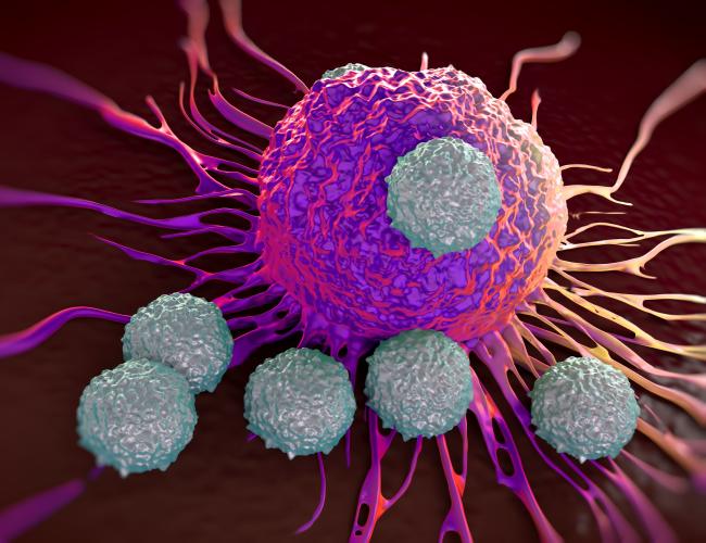 An illustration of T cells attacking cancer cells.