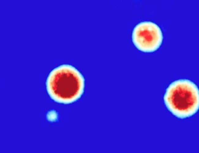 Microscopy image of three organoids against a deep blue background.