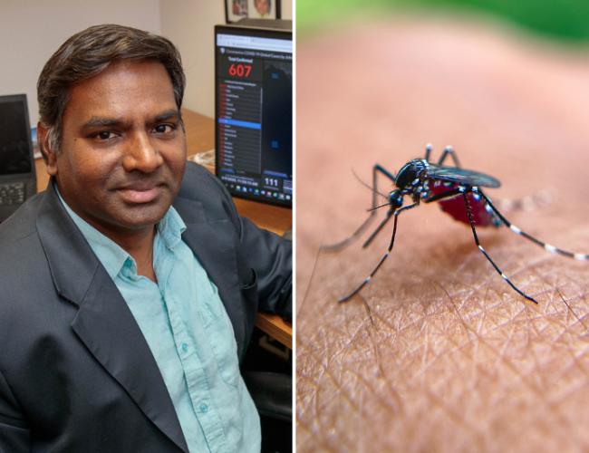 Split image: on the left, headshot of Vaithi Arumugaswami; on the right: a close-up of a mosquito feeding on human skin