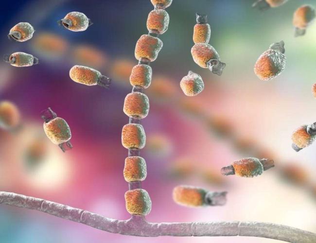 A graphic rendering of Valley Fever bacteria.