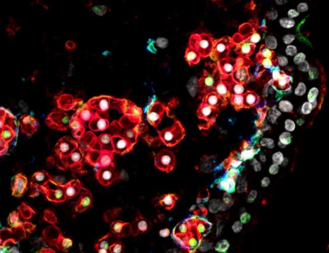 Microscope image of blood stem cells 