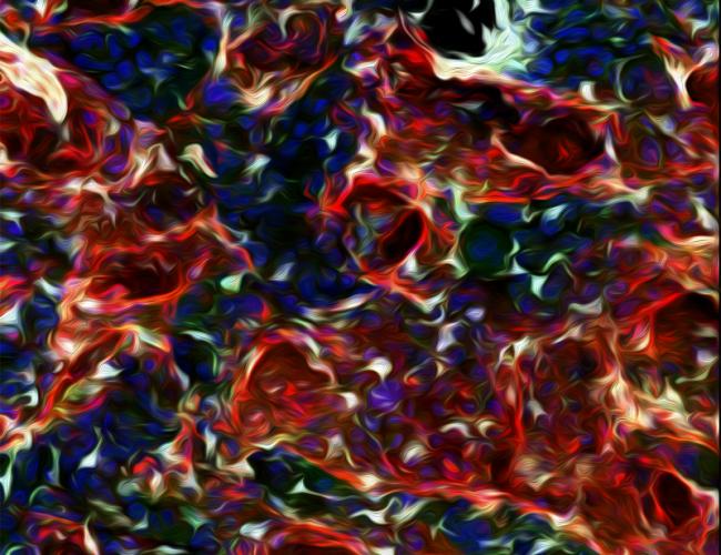 Stem cells in focus category winner.