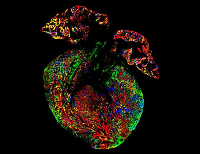 Researchers led by Dr. Reza Ardehali used four different fluorescent-colored proteins to determine the origin of cardiomyocytes in mice.