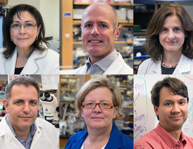 Clockwise from top left: Luisa Iruela-Arispe, Dr. S. Thomas Carmichael, Dr. Inma Cobos, William Lowry, Kathrin Plath and Bennett Novitch.