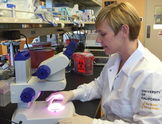 Researcher Amander Clark photographed using microscope equipment in the lab.
