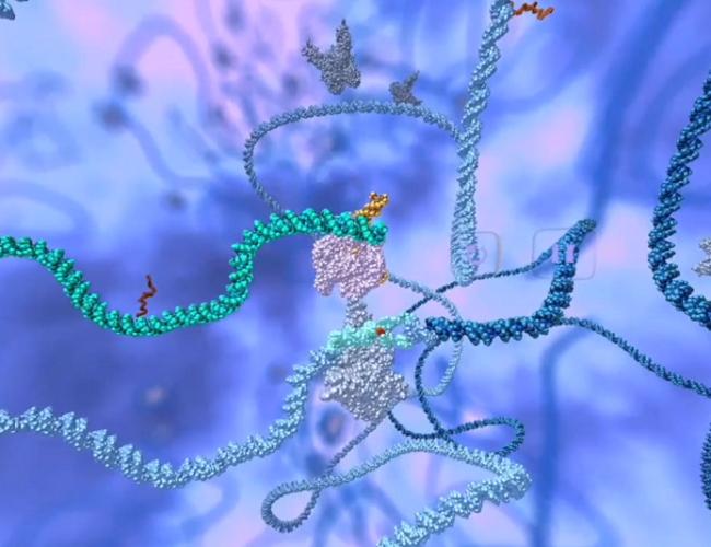 Graphic representation of CRISPR-Cas9 repairing the mutation in the gene that causes sickle cell disease (shown in light blue). 
