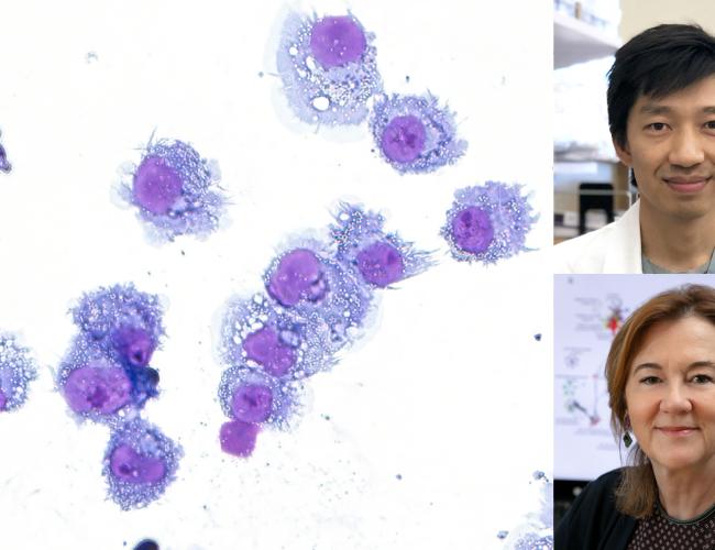 Microscope image of dendritic cells produced from blood-forming stem cells. Dr. Christopher Seet, top right, and Dr. Gay Crooks.